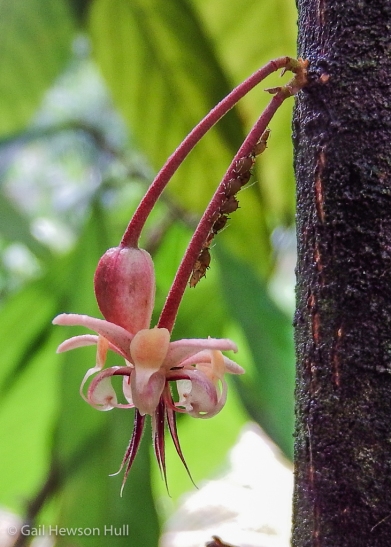 Flowers of Theobroma cacao growing from main trunk of a small tree at Finca Cantaros. The seeds, when dried and ground, produce chocolate.