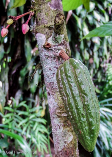 Theobroma cacao, chocolate pod growing on trunk a few feet from the ground.