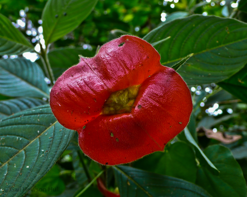 Psychotria elata, "Hot Lips", in the coffee family, Rubiaceae at Finca Cantaros
