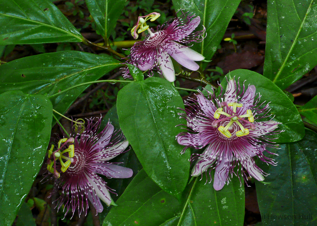 Passiflora edulis. Native to Brazil but widely cultivated throughout the tropics.