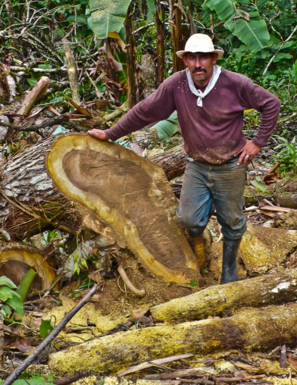 Tree cutter, San Vito, Costa Rica 