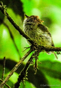Scale-crested Pygmy-Tyrant