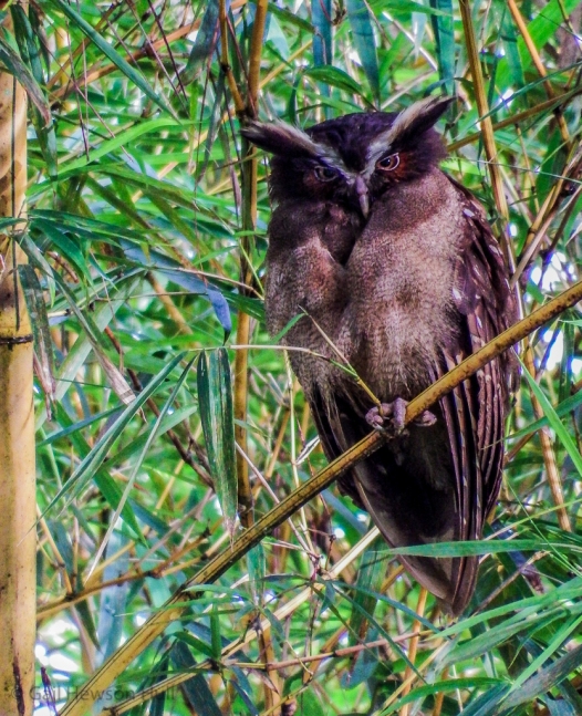 Crested Owl, Lophostrix cristata stricklandi, dark morph