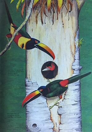 Illustration by Dana Gardener in Life of the Woodpecker, by Alexander F. Skutch. Fiery-billed Aracari threaten cavity of Pale-billed Woodpeckers.